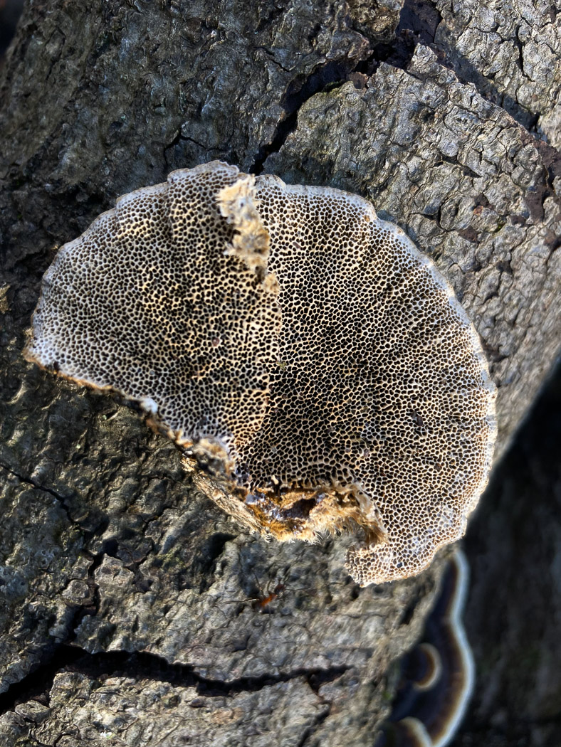 Photo by Russell Ness Trametes hirsuta by Russell Ness